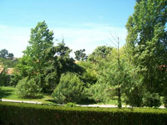 vue sur la forêt