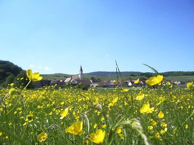 vue sur la campagne