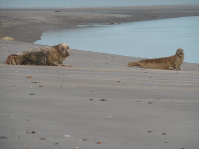 Photo 7 - Gîte 5 personnes à CAYEUX SUR MER