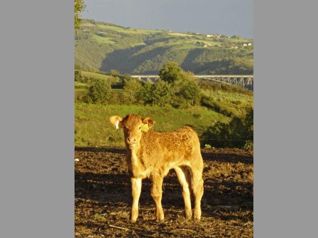 Location vacances TAURIAC DE NAUCELLE - photo n°11 annonce C2061201