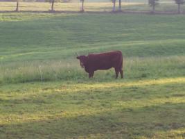 Photo n°5 location Maison de vacances à JUSSAC (annonce réf. C0971500)